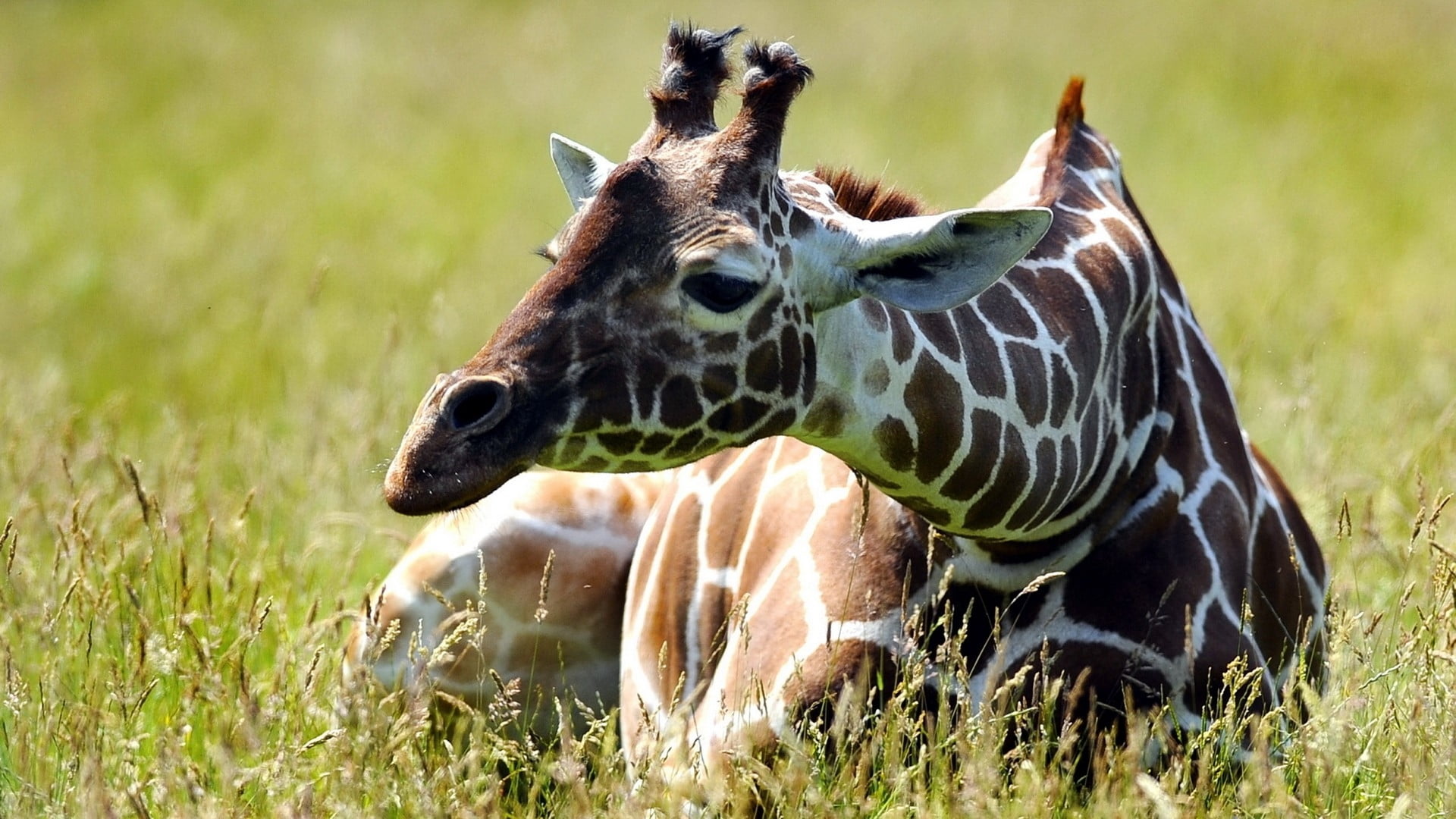 Young giraffe resting in tall grass
